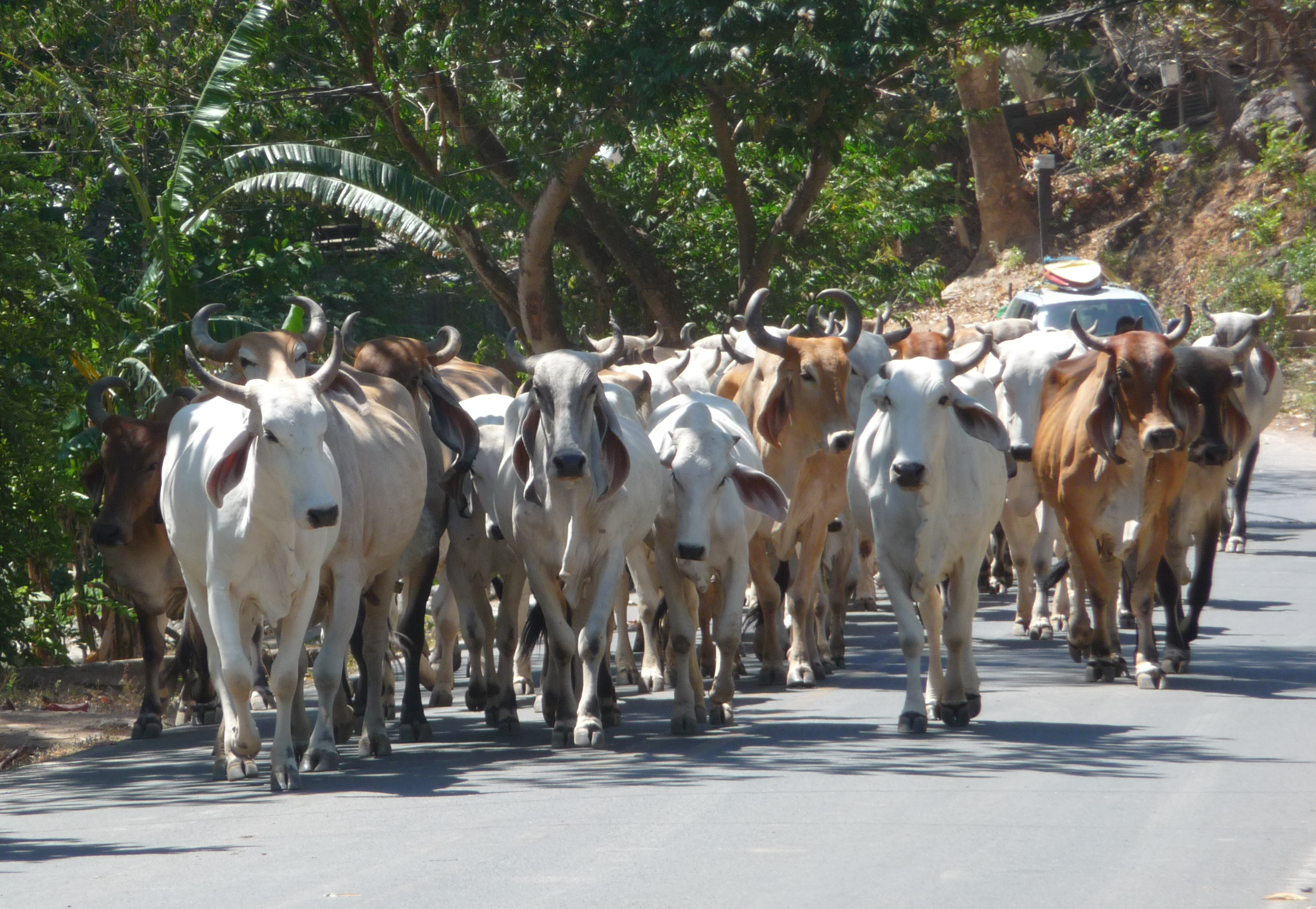 Troupeau de vache sur la route au Costa Rica